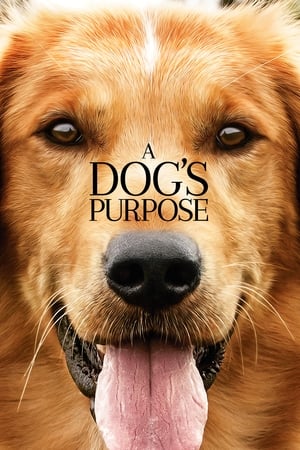 A Dogs Purpose (2017) หมา เป้าหมาย และเด็กชายของผม
